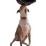 Load image into Gallery viewer, American Flag Bowtie Dog Collar